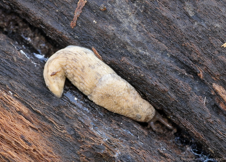 Limax di Mondeggi (Agriolimacidae)